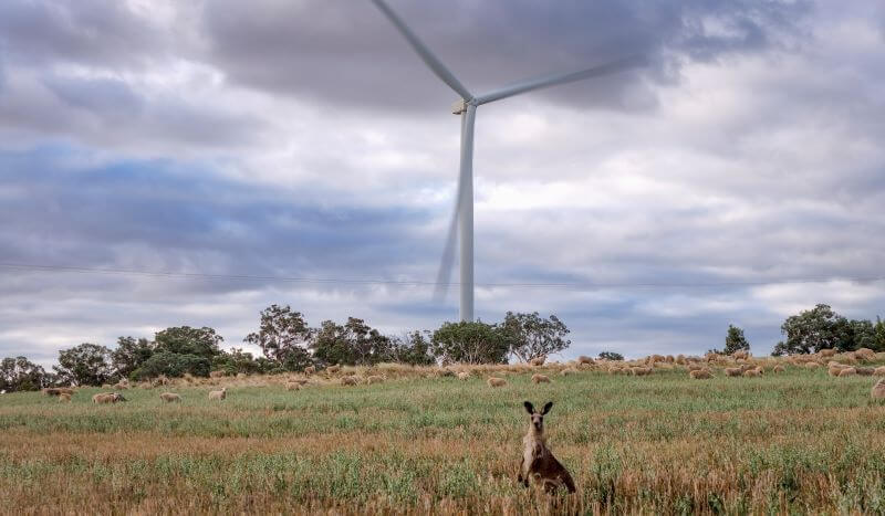 Kangaroo at Bodangora Wind Farm - Central-West Orana REZ