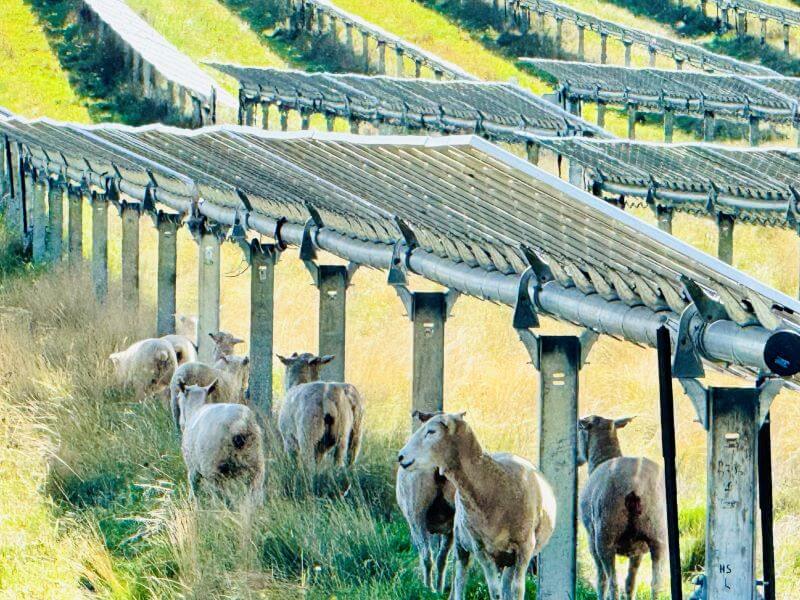 Sheep under solar panels