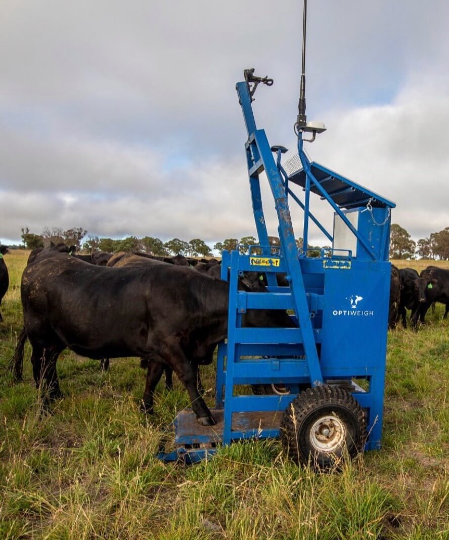 An in-paddock weighing station with cattle
